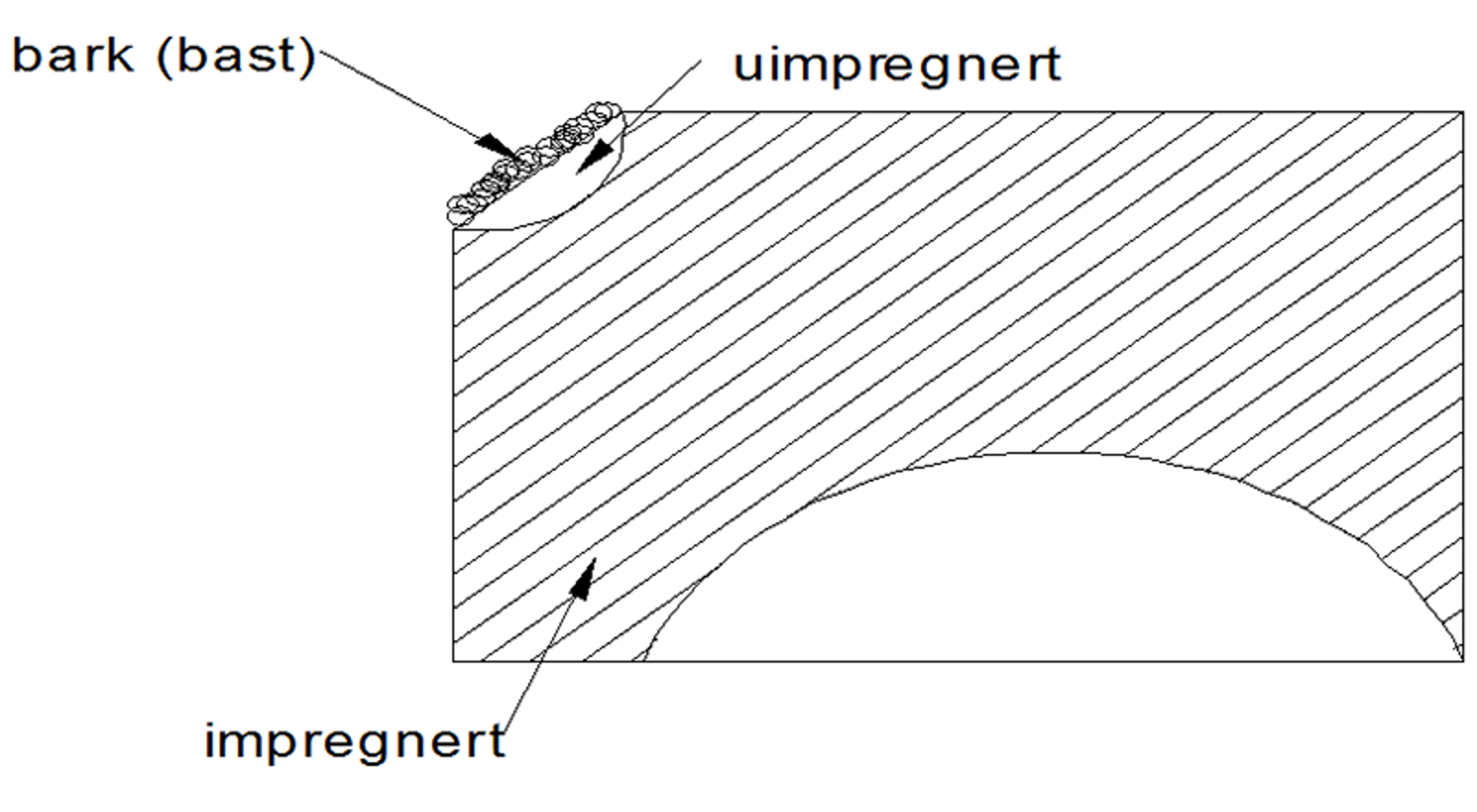 Snitt av treverk viser at impregneringsolje ikke trenger gjennom bark.